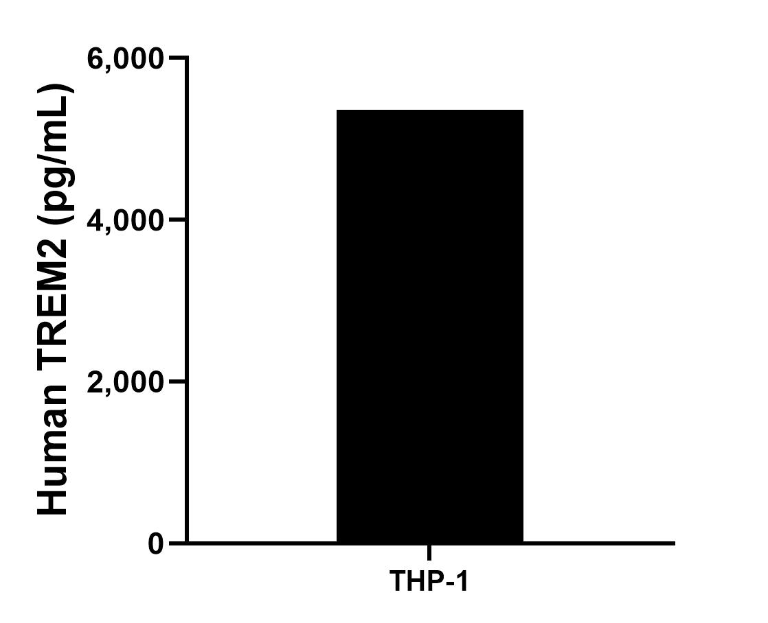 The mean human TREM2 concentration was determined to be 5,362.2 pg/mL in THP-1 cell extract based on a 3.0 mg/mL extract load.